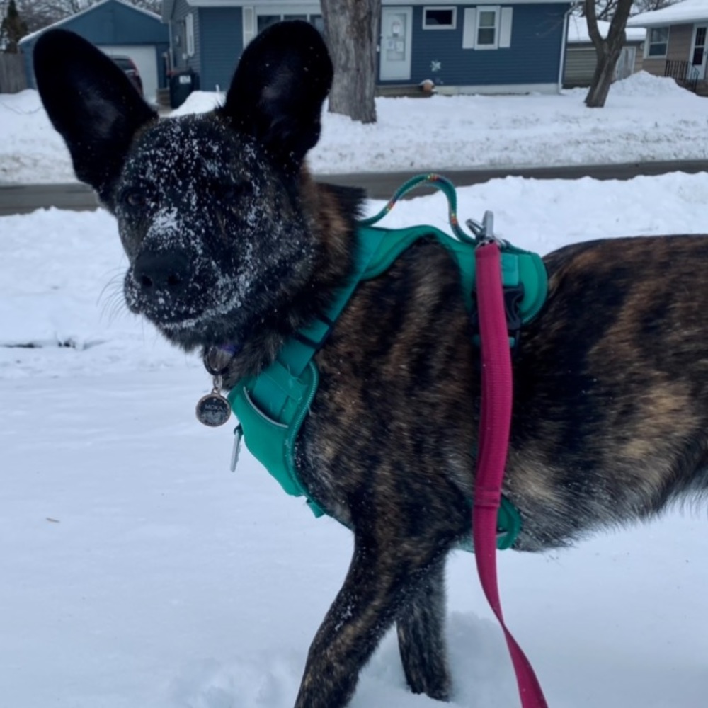 gently used size s dog harness